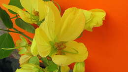 Image of Senna macranthera (Collad.) H. S. Irwin & Barneby