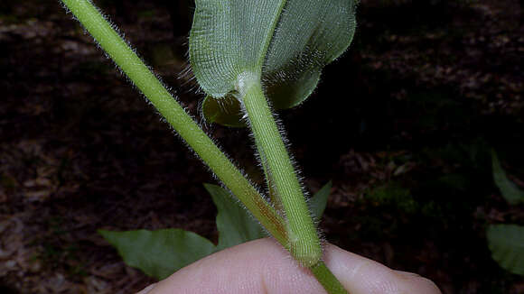 Panicum sciurotoides Zuloaga & Morrone的圖片