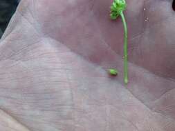 Image of alpine false springparsley