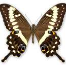 Sivun Papilio ophidicephalus Oberthür 1878 kuva