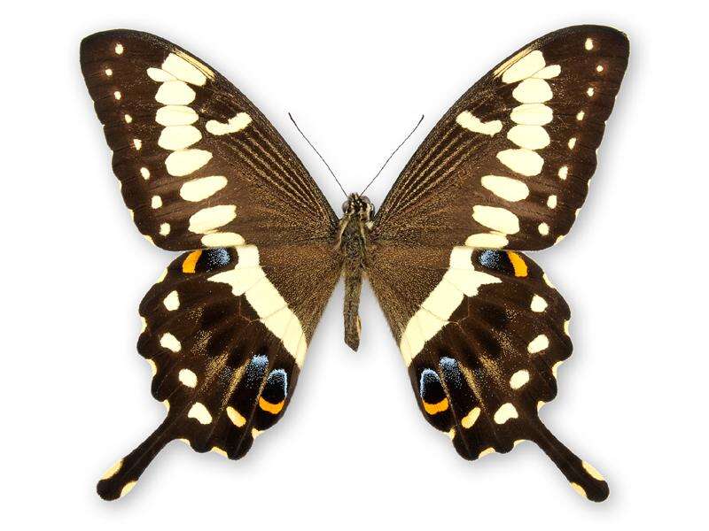 Image of Emperor Swallowtail