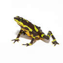 Image of Harlequin frog