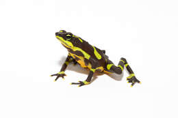 Image of Harlequin frog