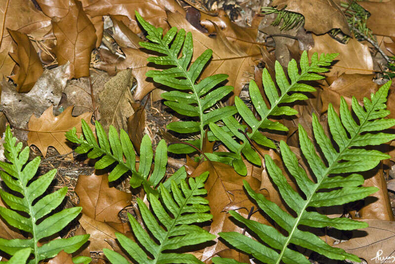 Image of polypody