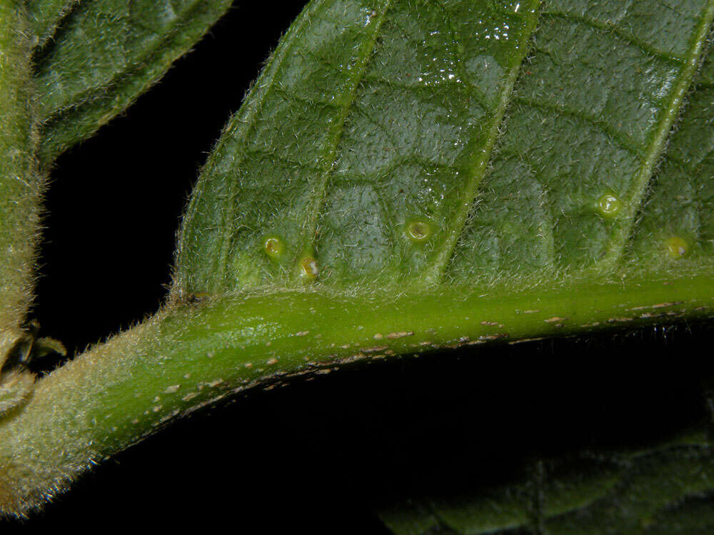 Image of Bunchosia macrophylla Rose ex Pittier