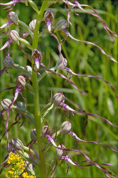 Himantoglossum adriaticum H. Baumann resmi