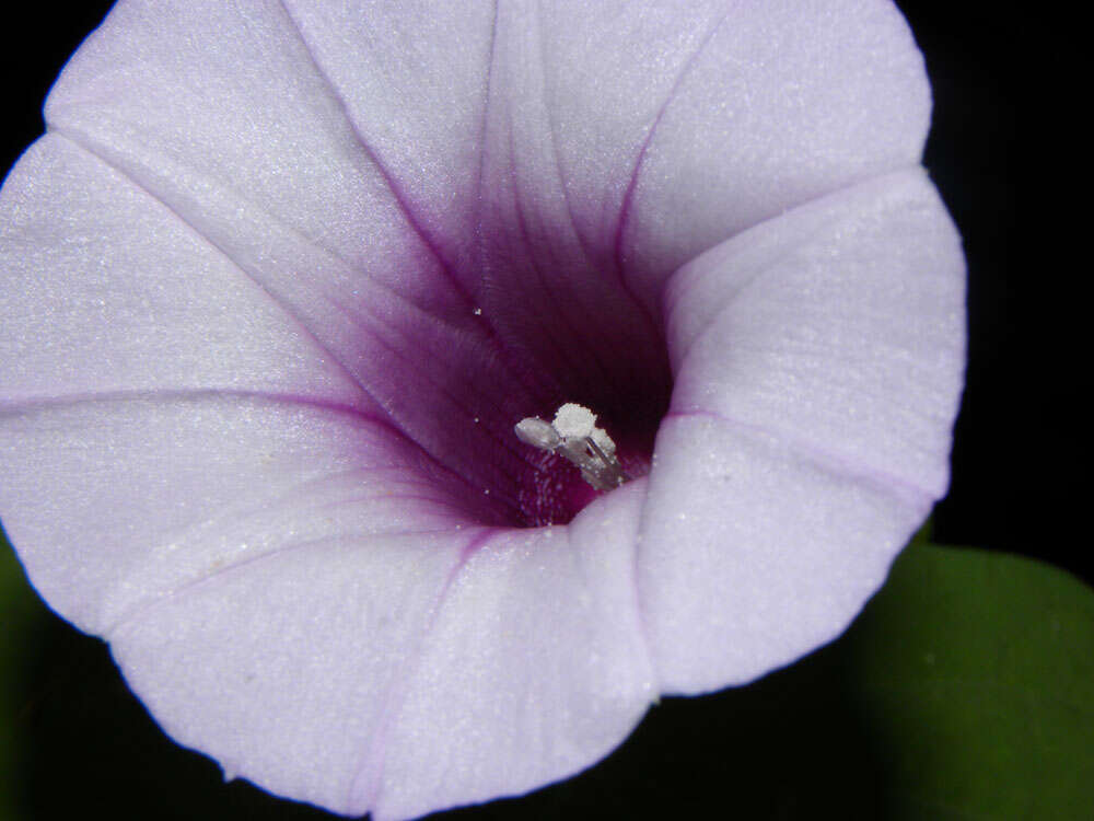 Image of morning-glory