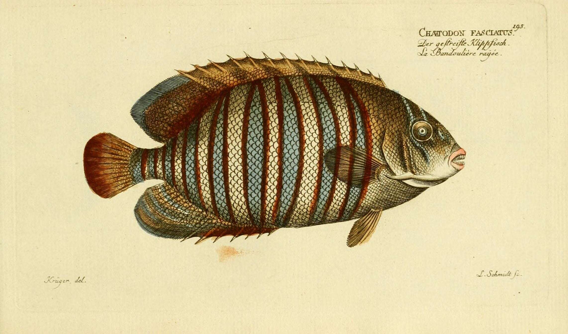 Слика од Chaetodon fasciatus Forsskål 1775