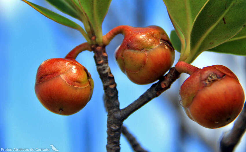 Plancia ëd Ternstroemia carnosa Cambess.