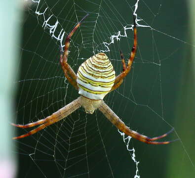 Image of Argiope magnifica L. Koch 1871