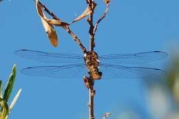 Image of Rainpool Gliders