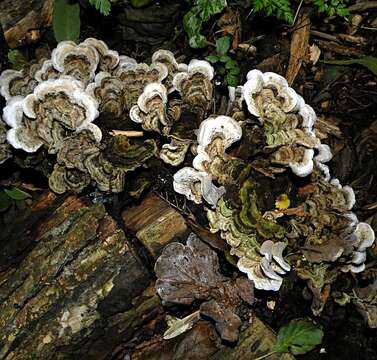 Image of Auricularia mesenterica (Dicks.) Pers. 1822