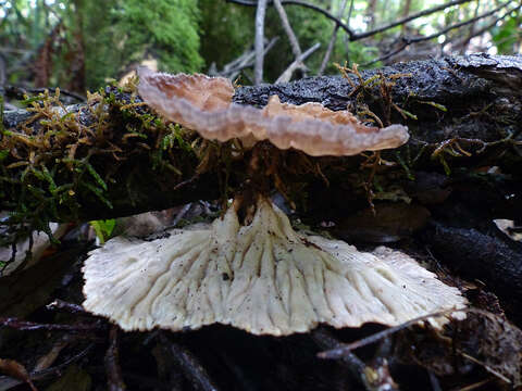 Imagem de Cymatoderma elegans Jungh. 1840