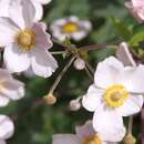 Image of Japanese Thimbleweed