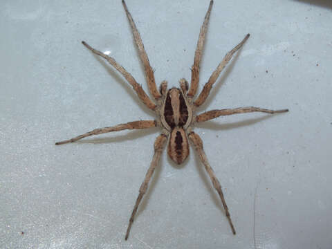 Image of wolf spiders