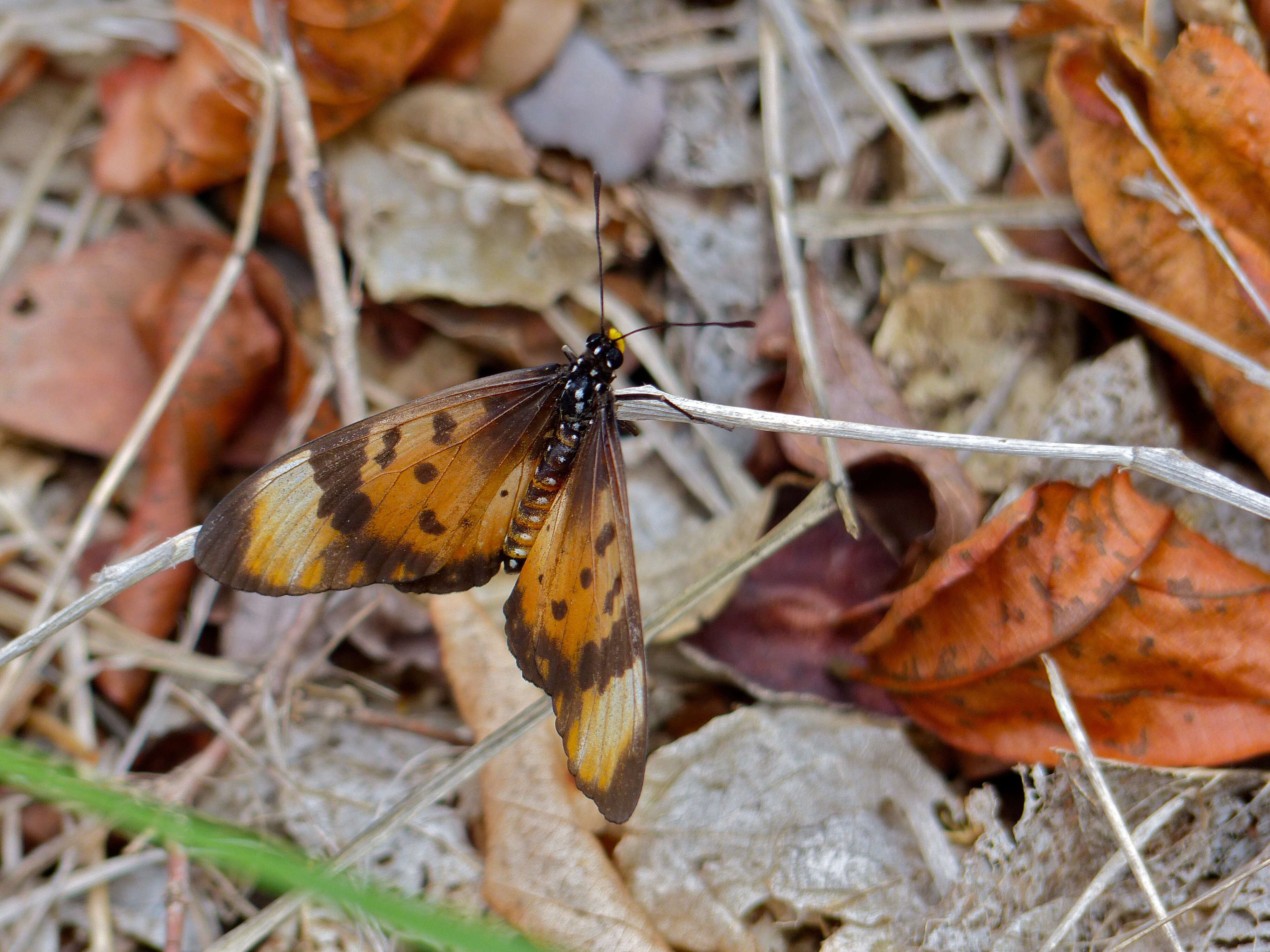 Image de Acraea acara Hewitson 1865