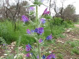 Image of viper's bugloss