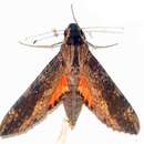 Image of Cramer's Sphinx Moth