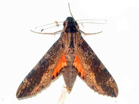 Image of Cramer's Sphinx Moth