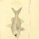 Image of Commerson&#39;s glassy perchlet