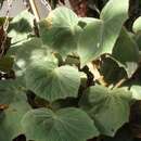 Imagem de Begonia itaguassuensis Brade