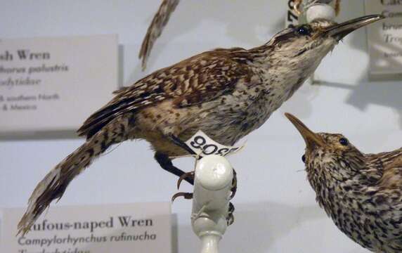 Image of Veracruz Wren