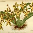 Image of Gomesa micropogon (Rchb. fil.) M. W. Chase & N. H. Williams