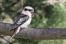 Image of kookaburra