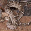 Image of Saw-scaled Viper