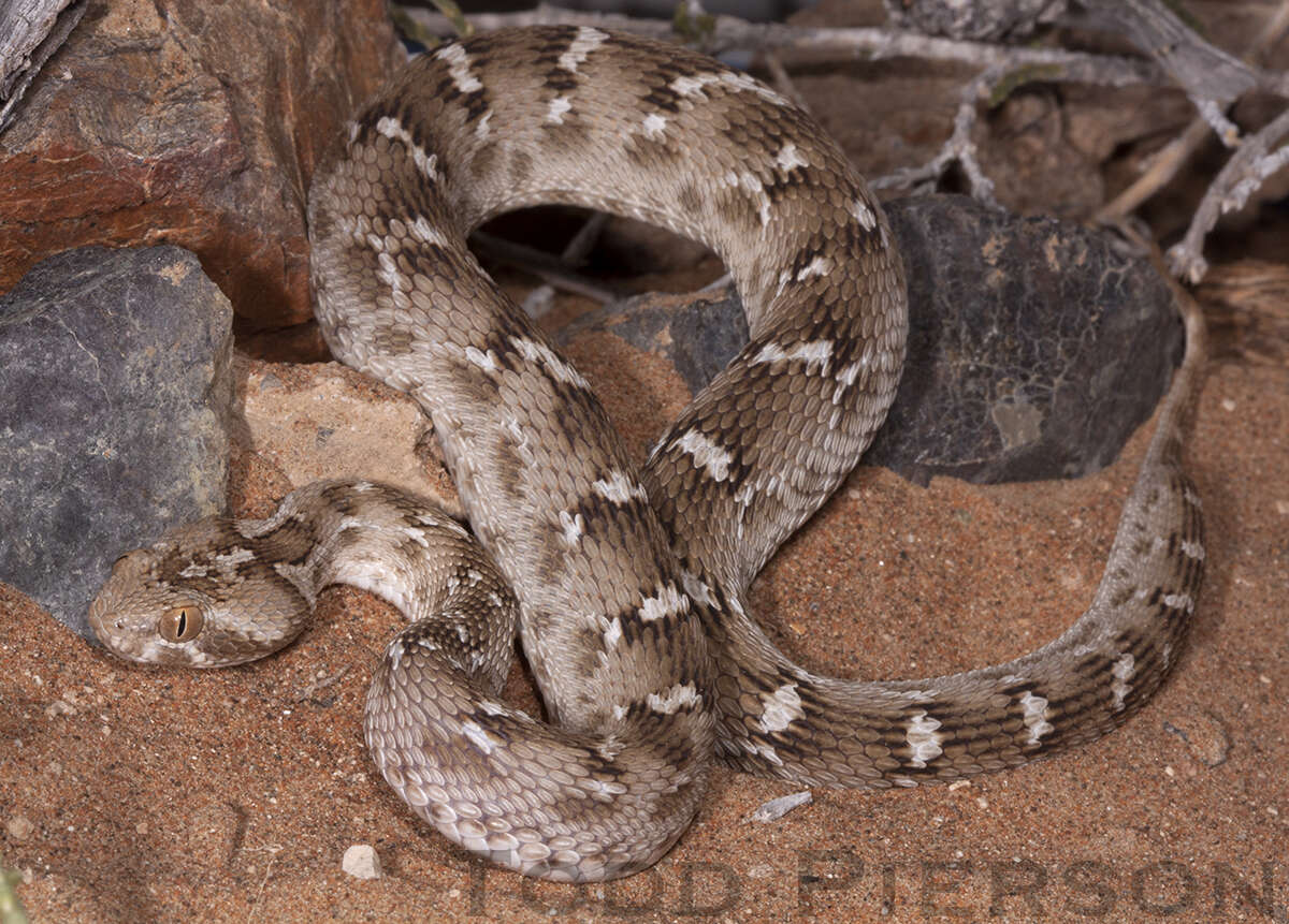 pitless viper snake