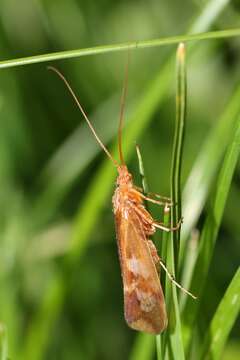 Limnephilus lunatus Curtis 1834 resmi