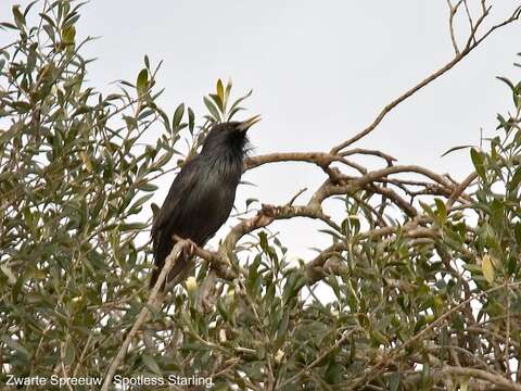 Image of Spotless Starling