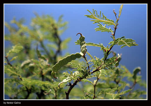 Image of mesquite