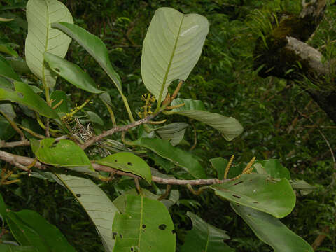 Image of Otoba novogranatensis Moldenke