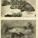 Mycteroperca venenosa (Linnaeus 1758) resmi