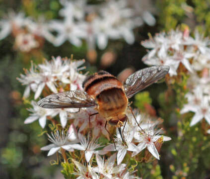 Image of Meomyia fasciculata (Macquart 1840)