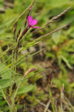 Image of Dianthus deltoides subsp. deltoides