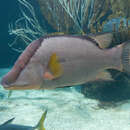 Image of Hogfish