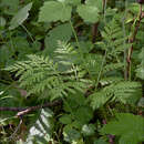 Sivun Botrypus virginianus subsp. virginianus kuva