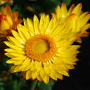 Image of Xerochrysum bicolor