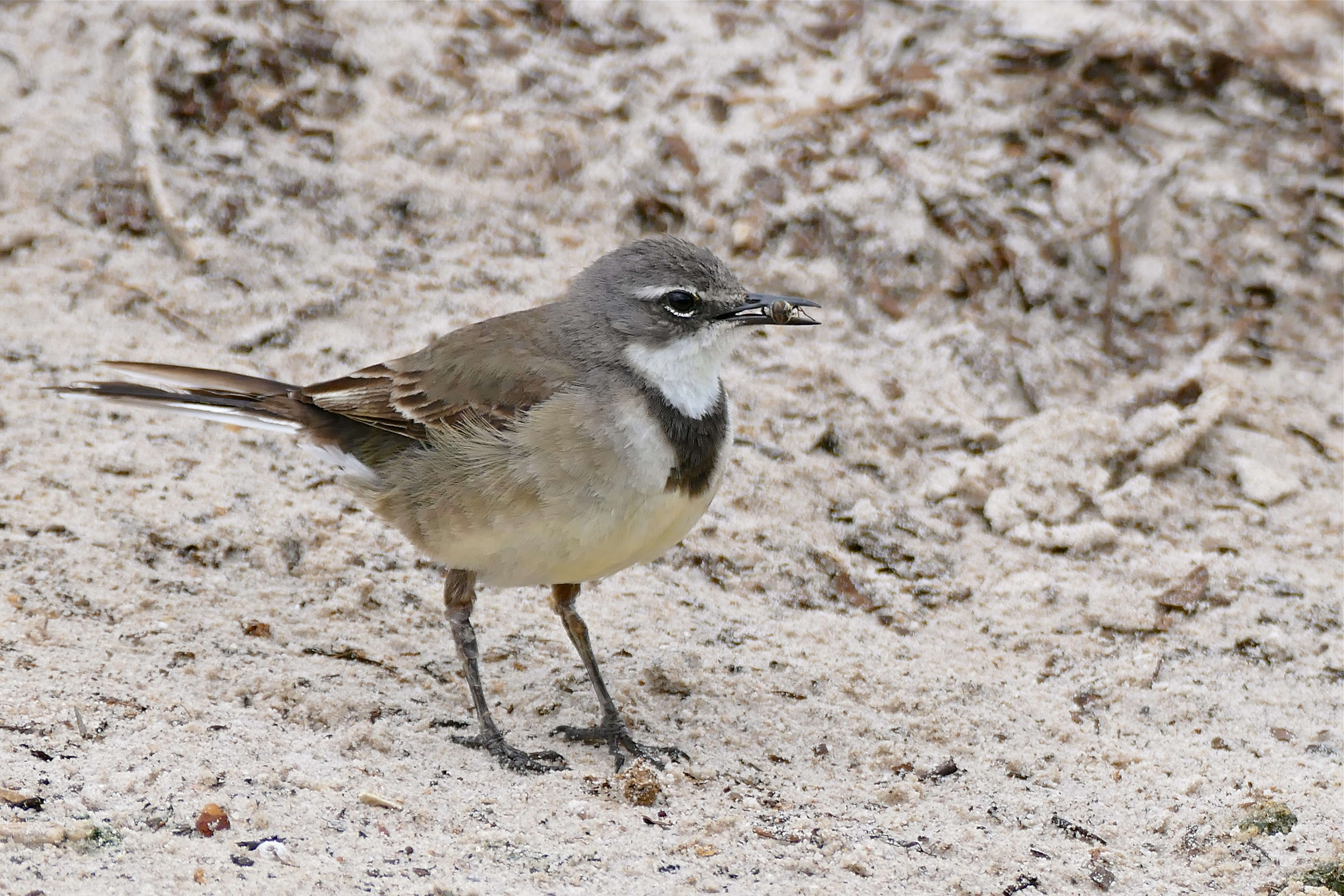 Motacilla capensis Linnaeus 1766的圖片