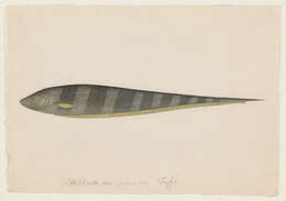 Image of glass knifefishes