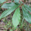 Asimina parviflora (Michx.) Dunal的圖片
