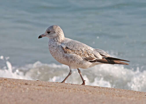 Larus Linnaeus 1758 resmi