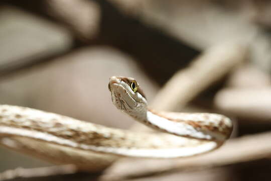 Image of Brown vinesnake