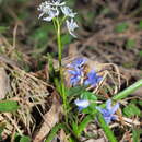 Image of Scilla vindobonensis Speta