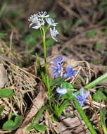 Image of Scilla vindobonensis Speta