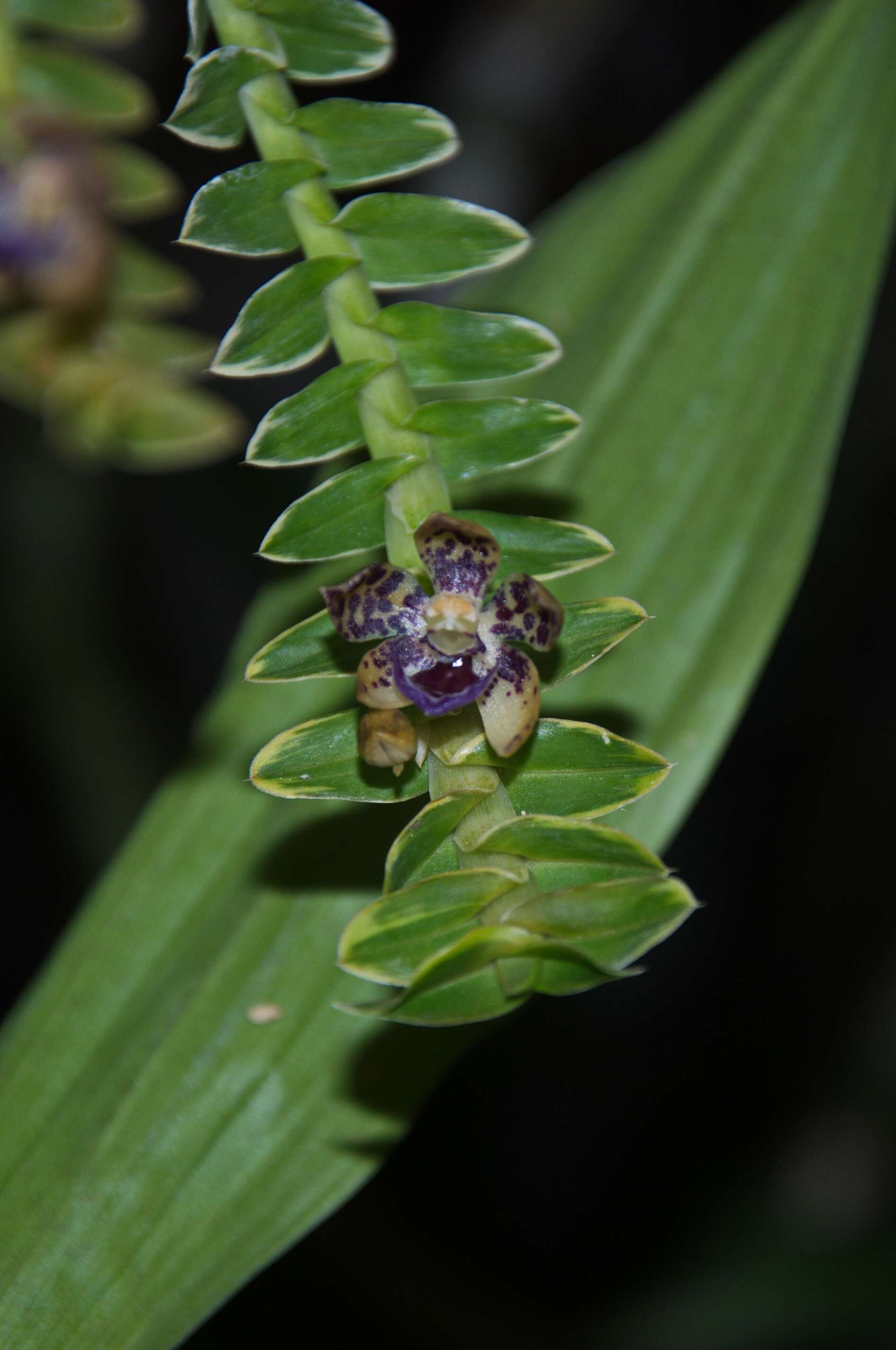 Image of Leafystem orchid