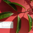 Image of Protium heptaphyllum (Aubl.) March.