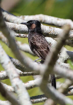 Image of Red-vented Bulbul